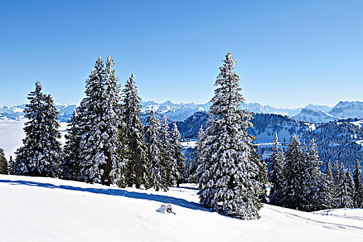 雪,冷杉,树林,中心,阿尔卑斯山,后面,施维茨,瑞士,欧洲
