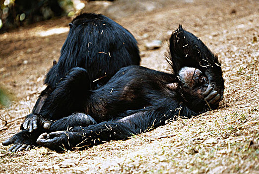 坦桑尼亚,黑猩猩,休息,冈贝河国家公园,大幅,尺寸