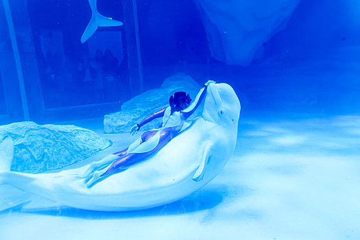 上海海昌海洋公园白鲸表演