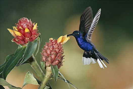 紫罗兰,蜂鸟,授粉,螺旋,旗帜,姜,花,雾林,哥斯达黎加