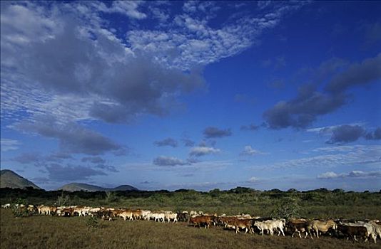 家牛,牧群,圭亚那,南美