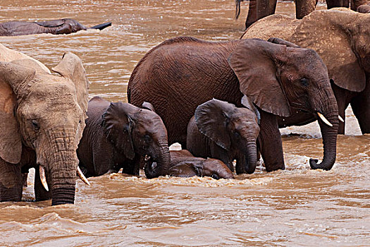 大象,浴,河,萨布鲁国家公园,肯尼亚