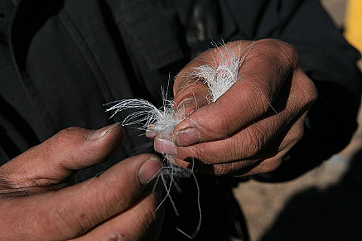 可可西里湖边一只被狼咬死的藏羚羊的羊绒