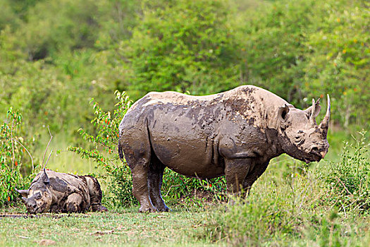稀有,黑犀牛,犀牛,浴,水潭,塞伦盖蒂,肯尼亚
