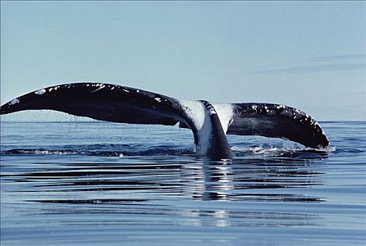 弓头鲸,尾部,巴芬岛,加拿大