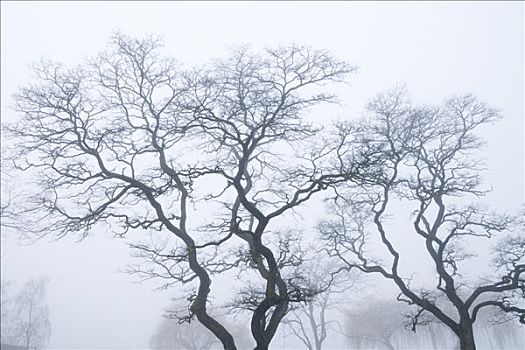 树,冬天,温哥华,不列颠哥伦比亚省,加拿大