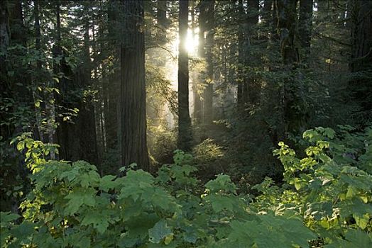 光线,落日,红杉林,靠近,俄勒冈