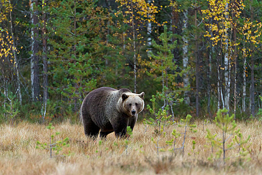 棕熊,雄性,树林,北方,卡瑞里亚,芬兰,欧洲