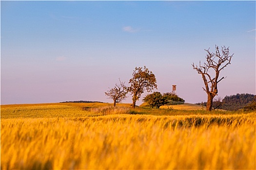 风景