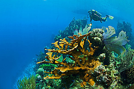 埃尔克宏,珊瑚,潜水者,跑龙套,海湾群岛,洪都拉斯,加勒比