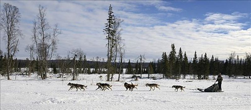 狗拉雪橇,团队,阿拉斯加,爱斯基摩犬,肯奈半岛,美国