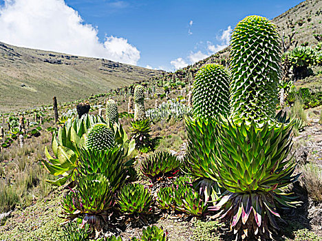 巨大,山梗莱属植物,肯尼亚山,国家公园,肯尼亚,非洲