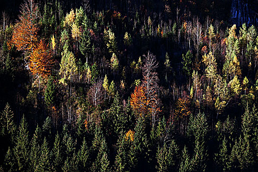 秋日树林,树,巴特辛德朗,巴伐利亚,德国,欧洲