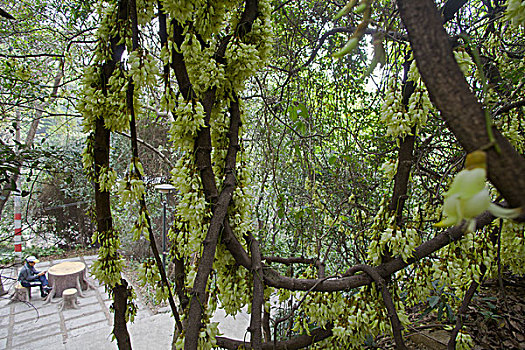 花卉,禾雀花