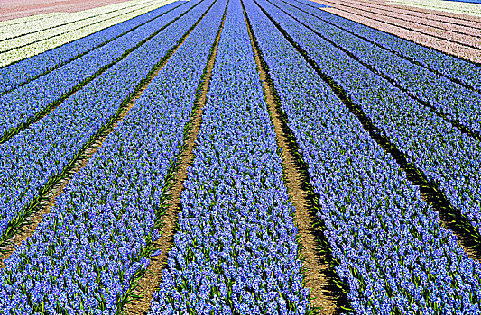 培育,蓝色,麝香兰,射香兰属,制作,花,球茎,花苞,区域,伯伦斯特里克,荷兰
