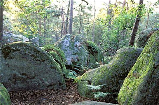 枫丹白露,法国,树,石头