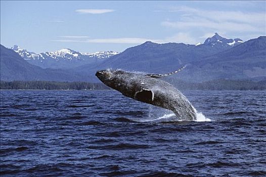 驼背鲸,鲸跃,弗雷德里克湾,东南阿拉斯加,夏天