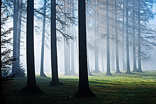 落叶松属植物,树林,雾,上奥地利州,奥地利,欧洲