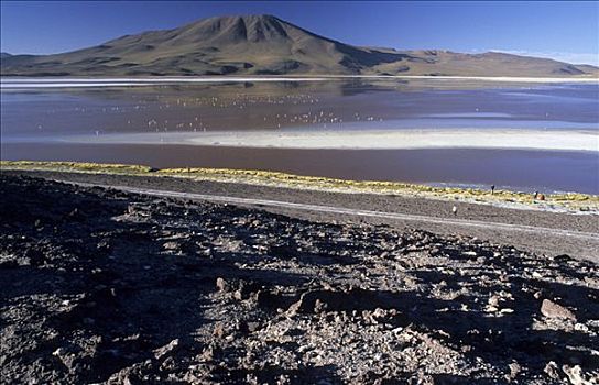 火烈鸟,泻湖,国家公园,玻利维亚