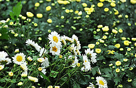 白色,黄色,雏菊,地点,微距