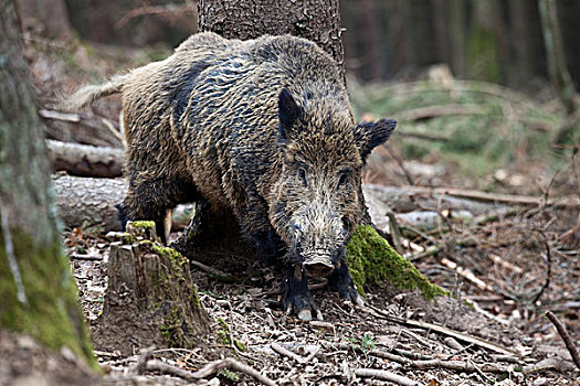 野猪,獠牙动物,莱茵兰普法尔茨州,德国,欧洲