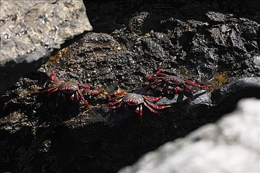 红岩,螃蟹,帕尔玛,加纳利群岛,西班牙