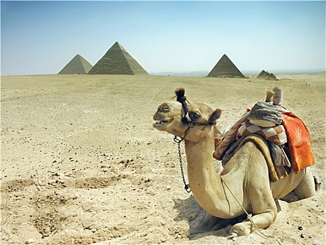 象征,埃及,金字塔,骆驼