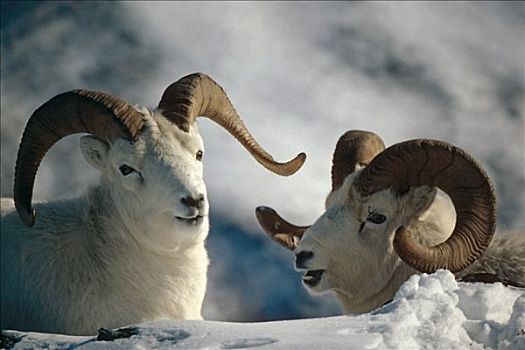 野大白羊,公羊,德纳里国家公园,阿拉斯加,冬天