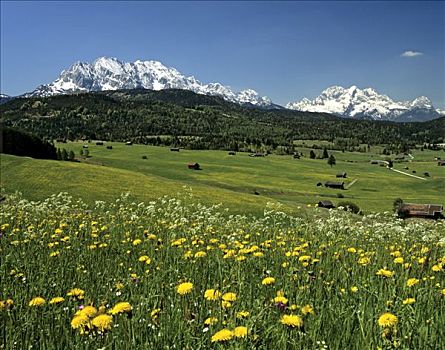 野生动植物园,花地,树林,上巴伐利亚,巴伐利亚,德国,欧洲