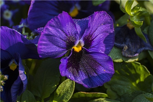 紫罗兰,花瓣,露珠