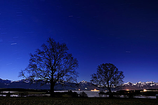 树,满,月亮,阿尔卑斯山,巴伐利亚,德国,欧洲