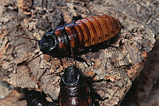 马达加斯加,叫声,蟑螂,大幅,尺寸