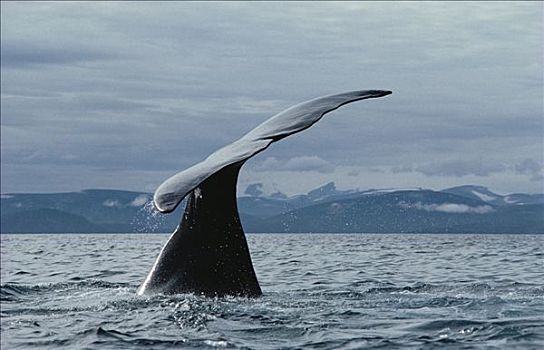 弓头鲸,尾部,巴芬岛,加拿大