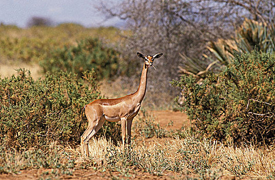 非洲瞪羚,瞪羚,长颈羚,女性,热带草原,公园,肯尼亚