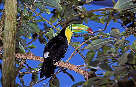巨嘴鸟,枝头,哥斯达黎加