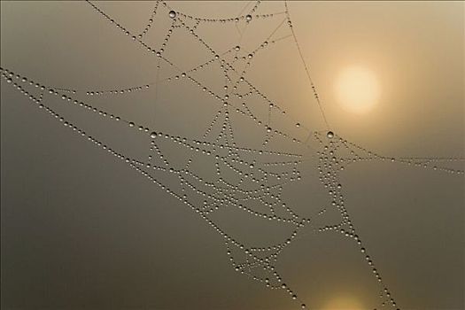 太阳,雾,蜘蛛网,早晨,露珠