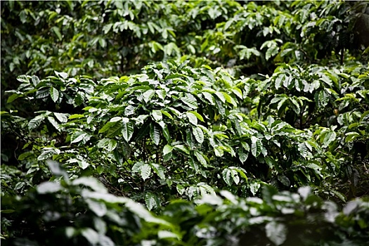 咖啡,农作物,种植园,哥斯达黎加