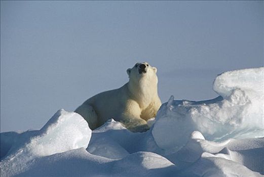 北极熊,肖像,巴芬岛,加拿大