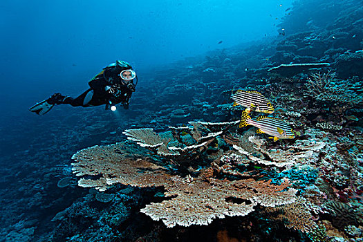 潜水,看,桌子,珊瑚,两个,印度洋,东方,南马累环礁,马尔代夫,亚洲