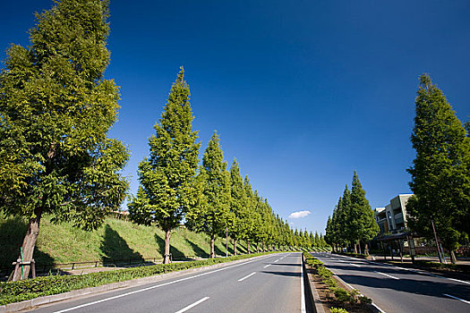 道路,千叶,新城