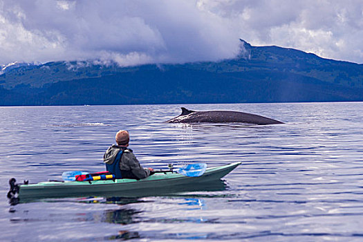 男性,海洋,皮划艇手,看,鳍鲸,阿拉斯加,美国