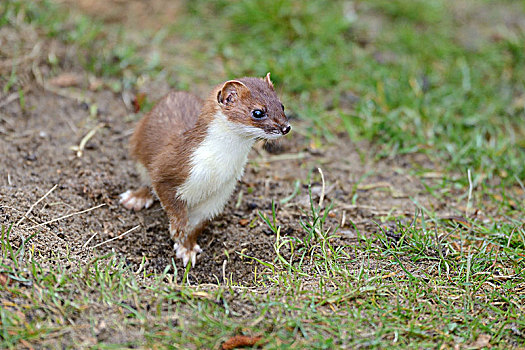 黄鼠狼图片图片