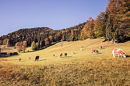 母牛,放牧,树林,山坡,巴伐利亚,德国