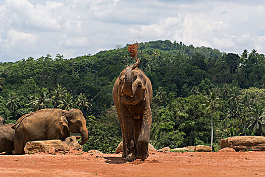 斯里兰卡,品纳维拉,大象孤儿院,大象,灰尘,浴室,象属