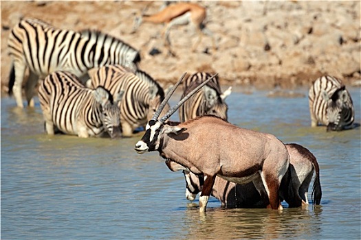 南非大羚羊,斑马,水中