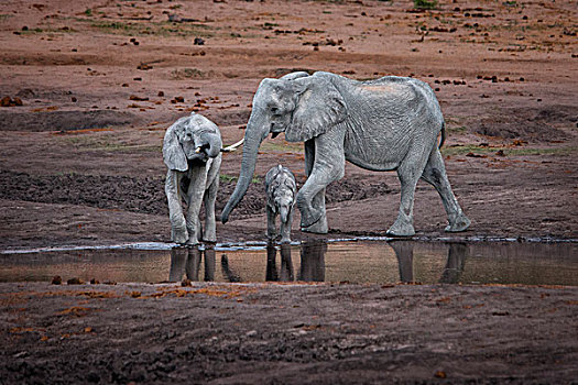大象,家族,水潭,博茨瓦纳,非洲