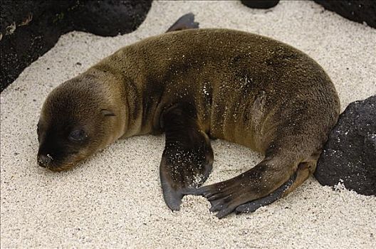加拉帕戈斯,海狮,加拉帕戈斯海狮,幼仔,睡觉,加拉帕戈斯群岛,厄瓜多尔