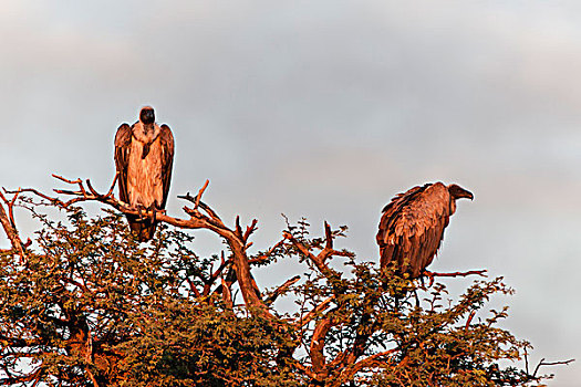 秃鹰,南非兀鹫,濒危物种,卡拉哈迪大羚羊国家公园,北角,南非,非洲