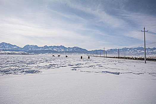 冬季牧场