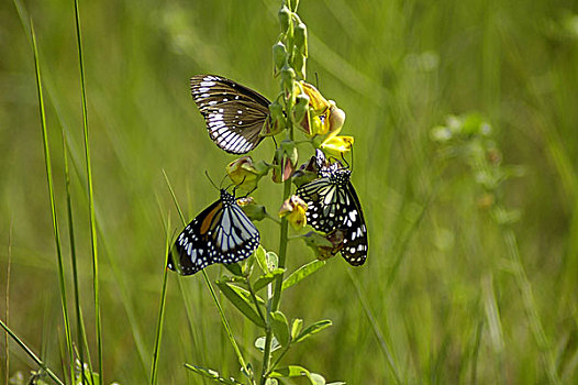三个,蝴蝶,野花,库尔纳市,孟加拉,十一月,2005年